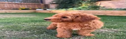 Mixed Breed dogs for sale: Outstanding litter of double doodles  - Advert 5