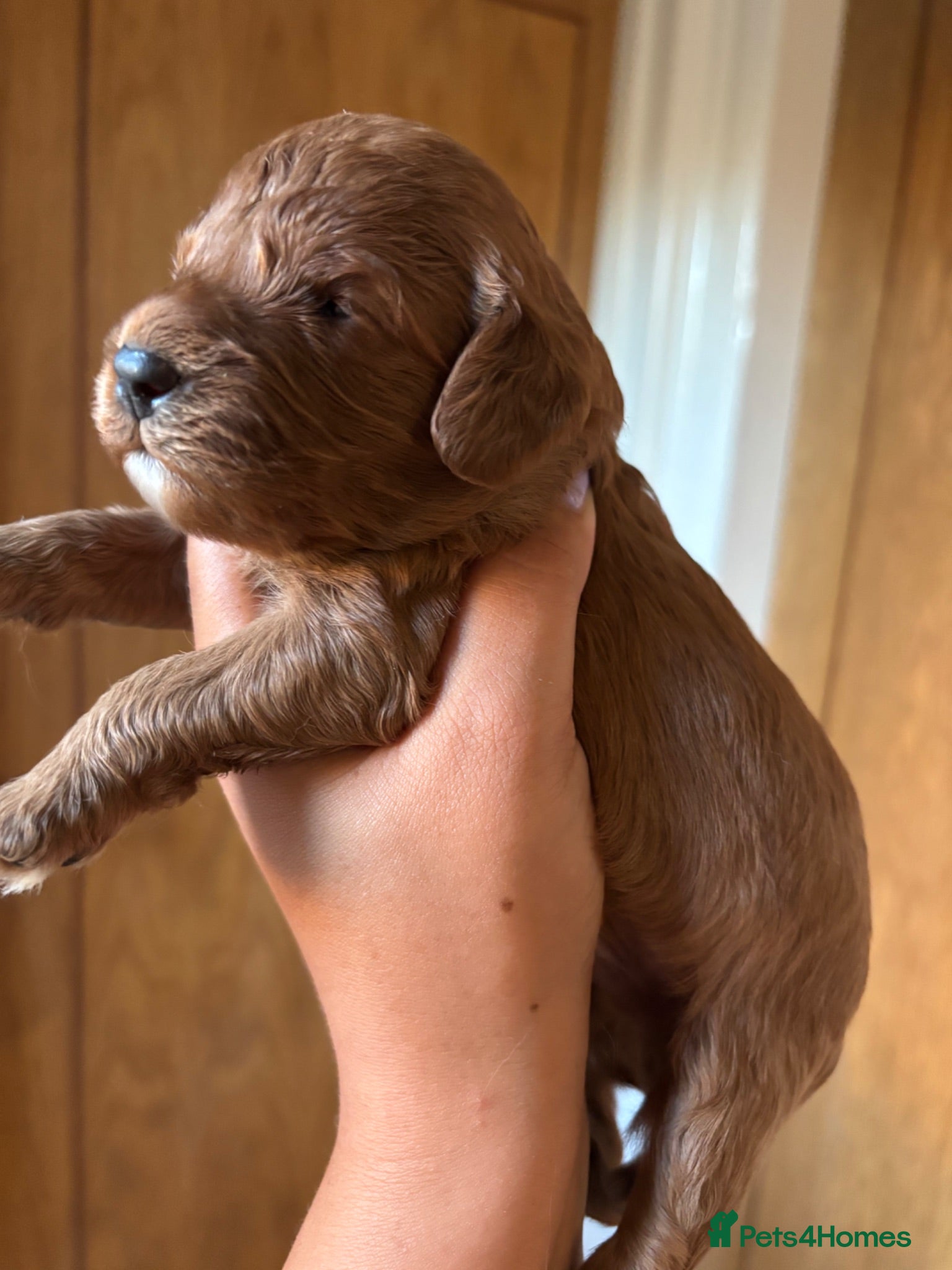 Cavapoo dogs Beautiful Cavapoo’s for sale  - Advert 12