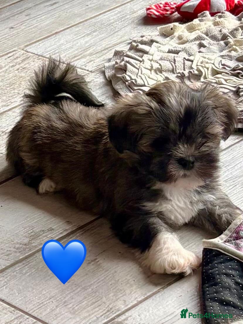 Lhasa Apso dogs 2 Beautiful Lhasa Apso Pups RKC reg GPRA4 Clear - Advert 4