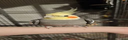 Cockatiels birds for sale: Hand tame cockatiel male - Advert 3