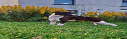 Whippet dogs for sale: ⭐️⭐️beautiful whippet pups ⭐️⭐️ in Pencader - Advert 15