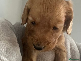 Cockapoo dogs 2 f1 cockapoo puppies ready 30th December - Advert 12