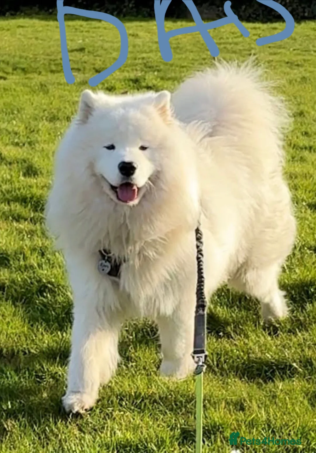 Samoyed dogs for sale: Kc registered samoyed puppy female  - Advert 2