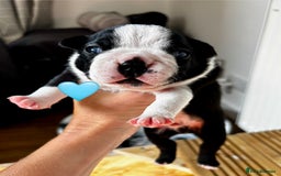 Boston Terrier dogs for sale: Beautiful Boston Terrier Puppies  - Image 21
