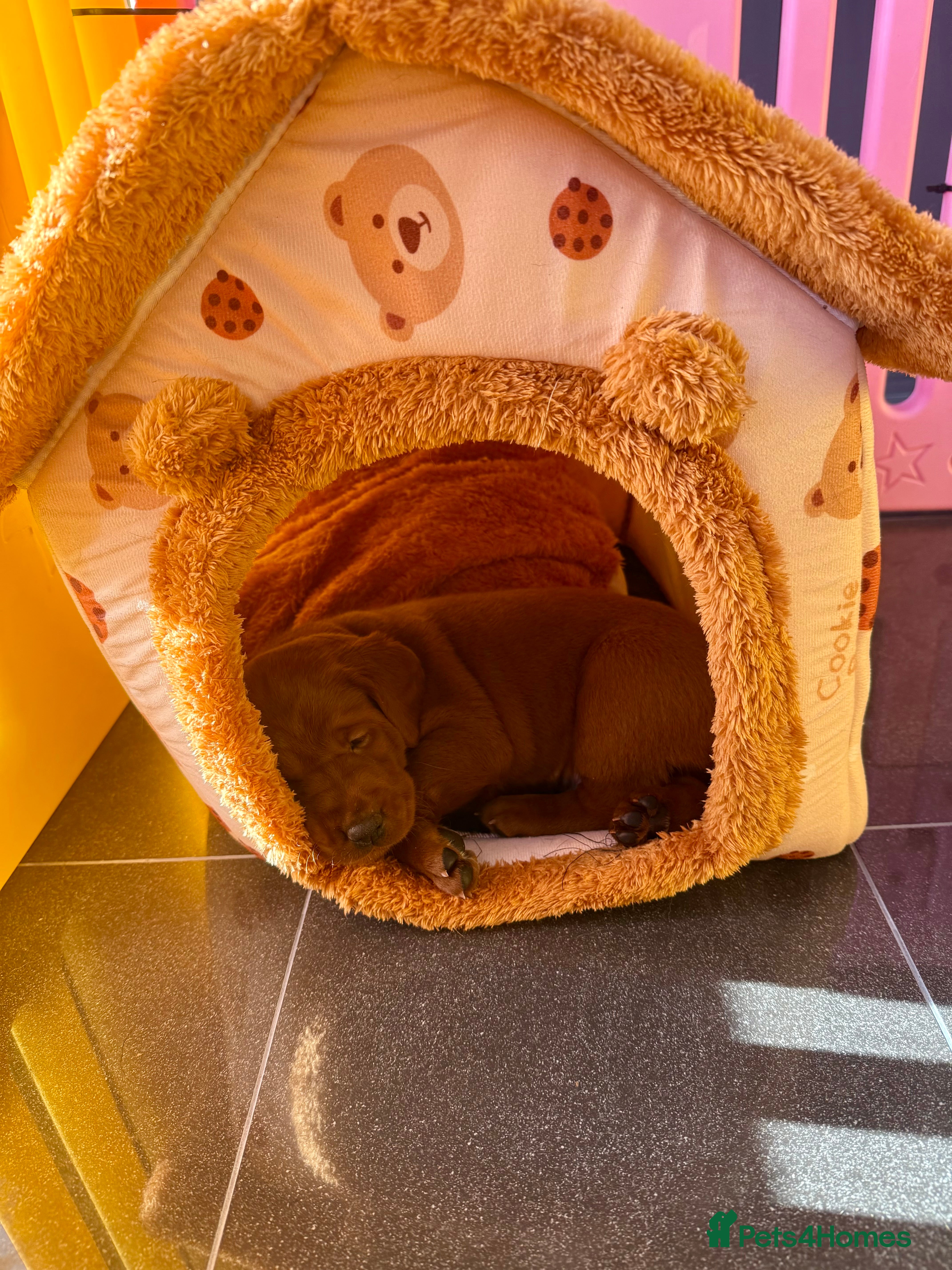 Labrador Retriever dogs Just a beautiful litter Deep reds  - Advert 10