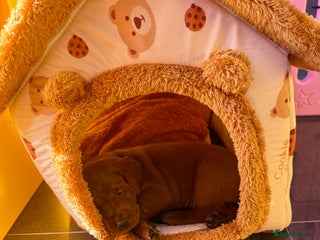 Labrador Retriever dogs Just a beautiful litter Deep reds - Advert 10