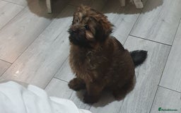 Mixed Breed dogs for sale: Rolo is his name - Image 2