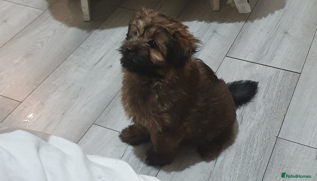 Mixed Breed dogs for sale: Rolo is his name - Image 2