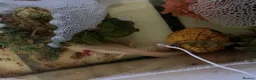 Pufferfish fish for sale: grown adult axolotl measuring between 18cm and 20c in Enfield - Advert 3