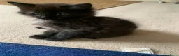Ragdoll cats for sale: 2 Female ragdoll cats and 3 kittens-relisted - Advert 26