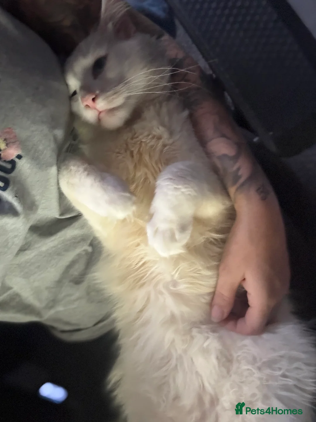 Maine Coon cats for stud: Pure white mainecoon stud with ice blue eyes in Chepstow - Advert 9