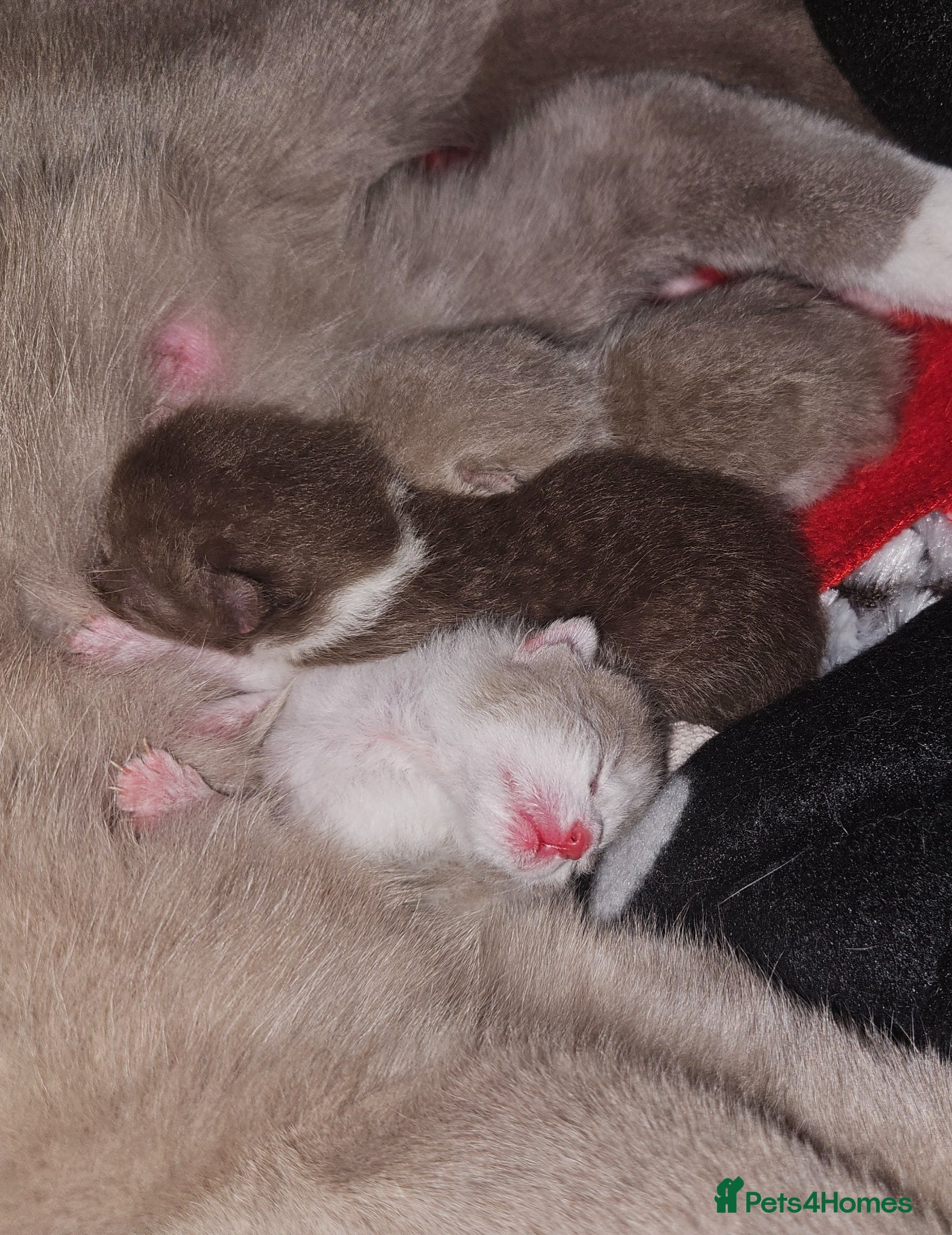 British Shorthair cats ✨ British Shorthair Kittens – Ready to Reserve 🤍 - Advert 17