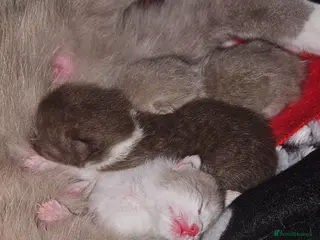 British Shorthair cats ✨ British Shorthair Kittens – Ready to Reserve 🤍 - Advert 5