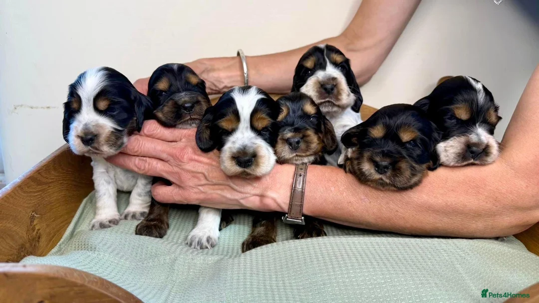 Cocker Spaniel dogs for sale: KC Show Cocker Spaniels  - Advert 2