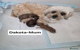 Shihpoo dogs for sale: Shi poo (Girl) - Image 5