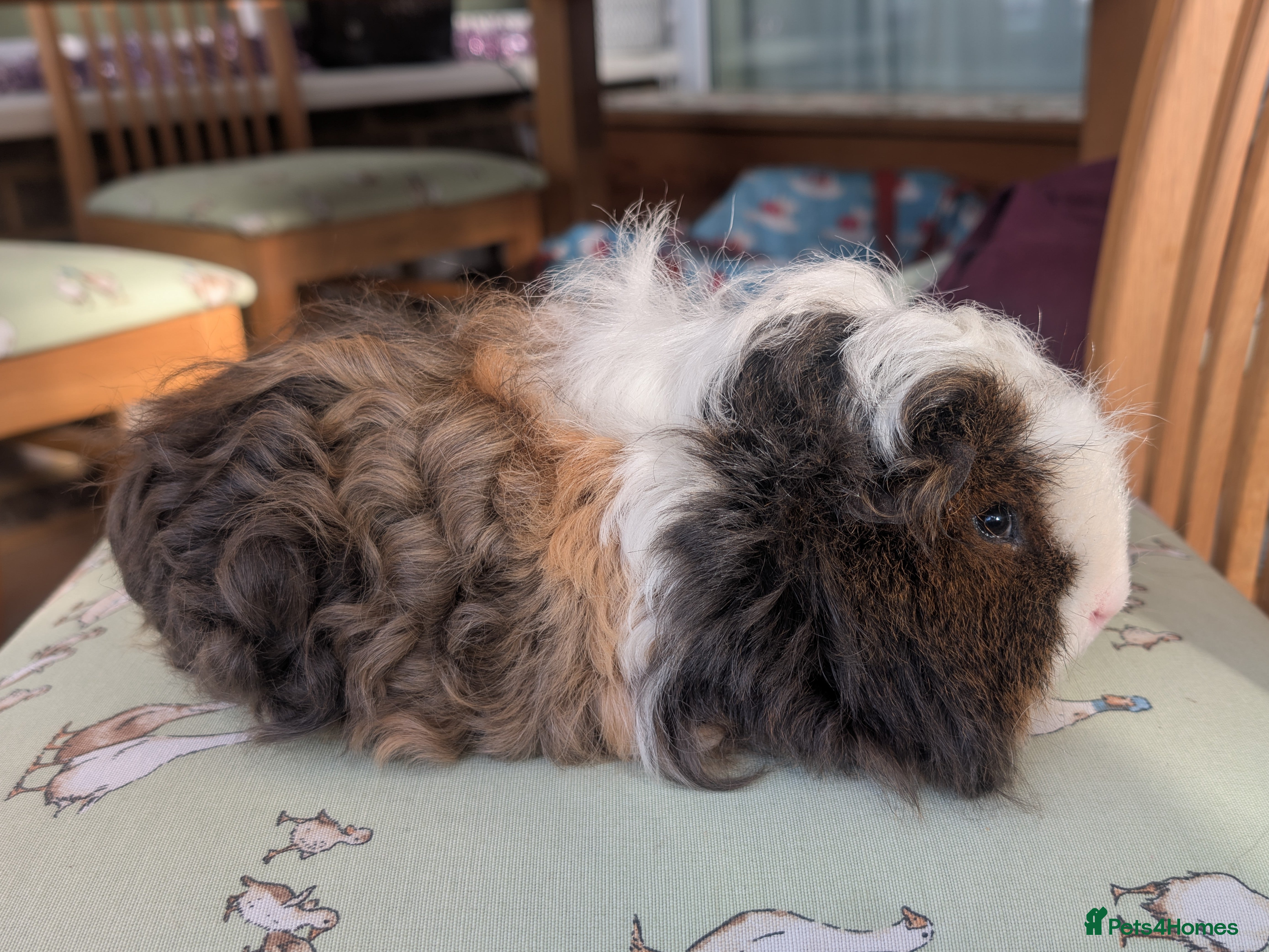 Guinea Pig rodents Purebred Merino Longhaired boar - Advert 1