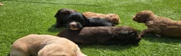 Cocker Spaniel dogs for sale: Mr Grant Duffy - Advert 9