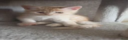 Ragdoll cats for sale: Beautiful ragdoll X - Advert 7