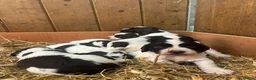 English Springer Spaniel dogs for sale: Working English Springer Spaniel pups - Advert 6