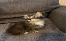 Ragdoll cats for sale: Ragdoll cross kitten (two available) - Image 3