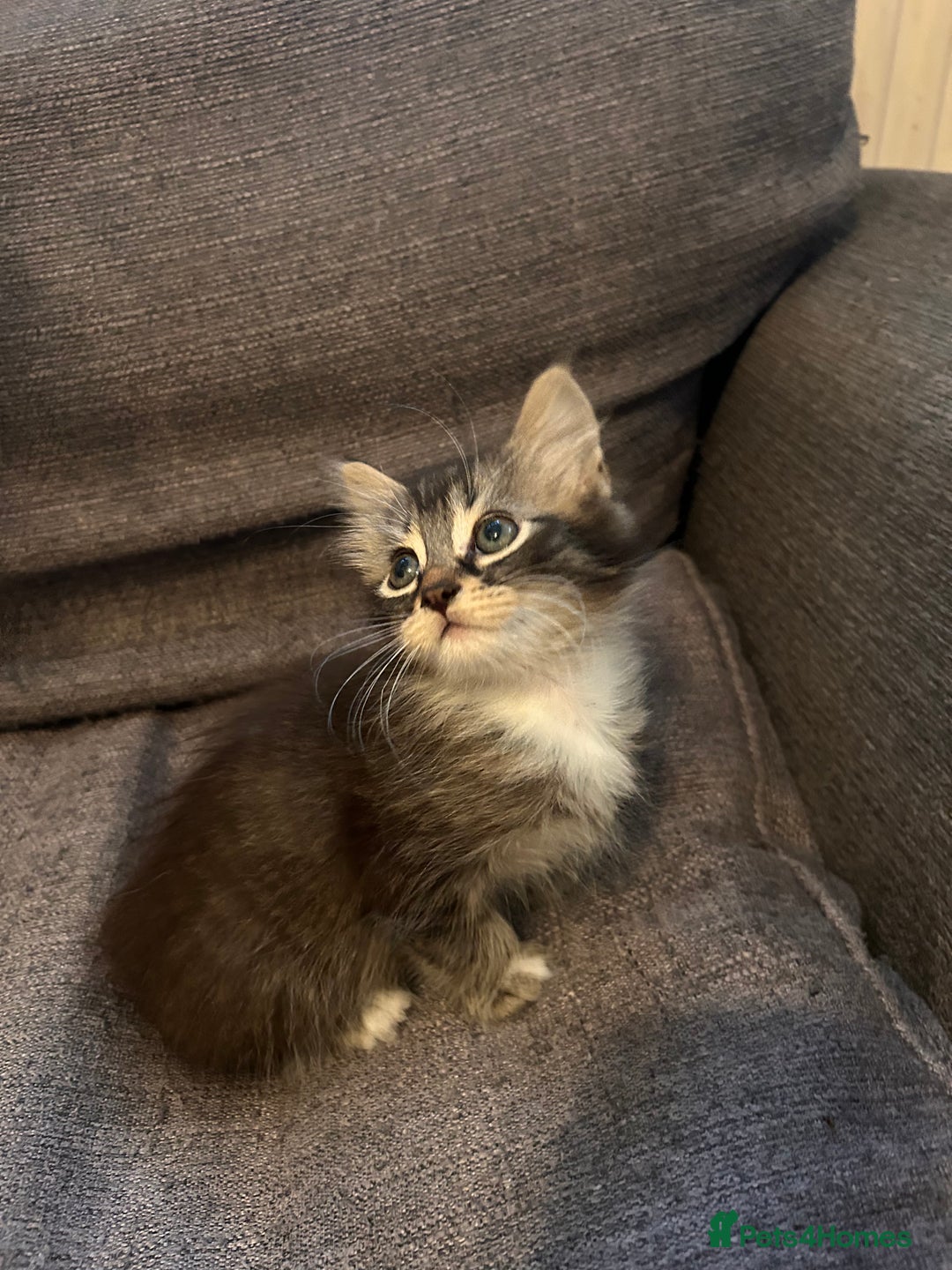 Ragdoll cats for sale: Ragdoll cross kitten (two available) - Image 3