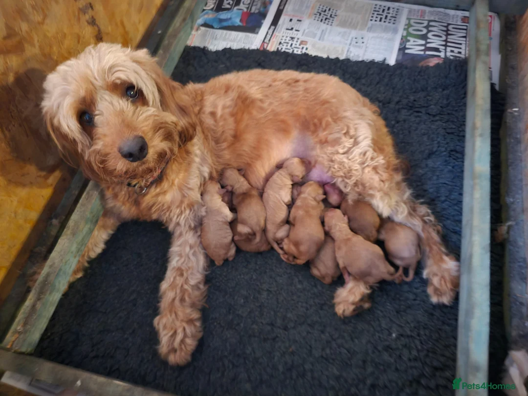Cockapoo dogs for sale: Fb2 Cockapoos looking for loving home - Advert 6