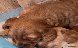 Cockapoo dogs for sale: 7 beautiful cockapoos baby’s  - Image 7