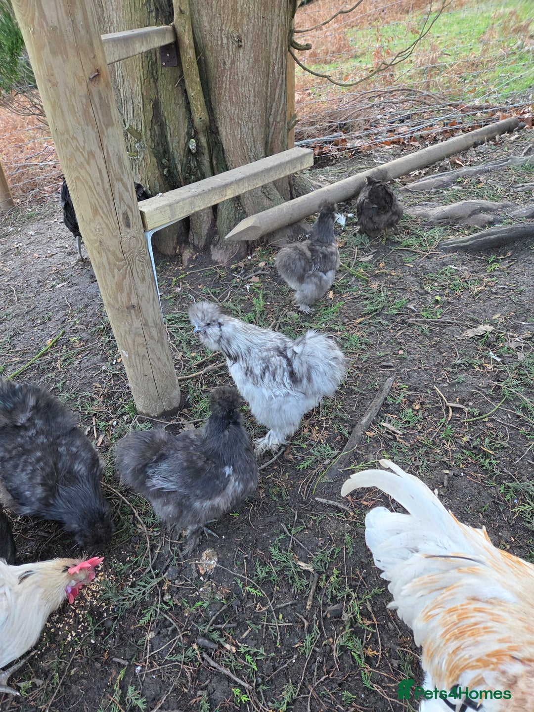 Chickens poultry for sale: Silkie rooster and hen  - Advert 7
