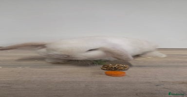 Mini Lop rabbits 💙Only one left💙purebred minilops💙  - Advert 3