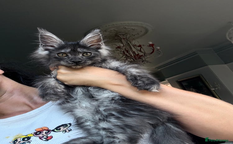 Maine Coon cats - Advert 9