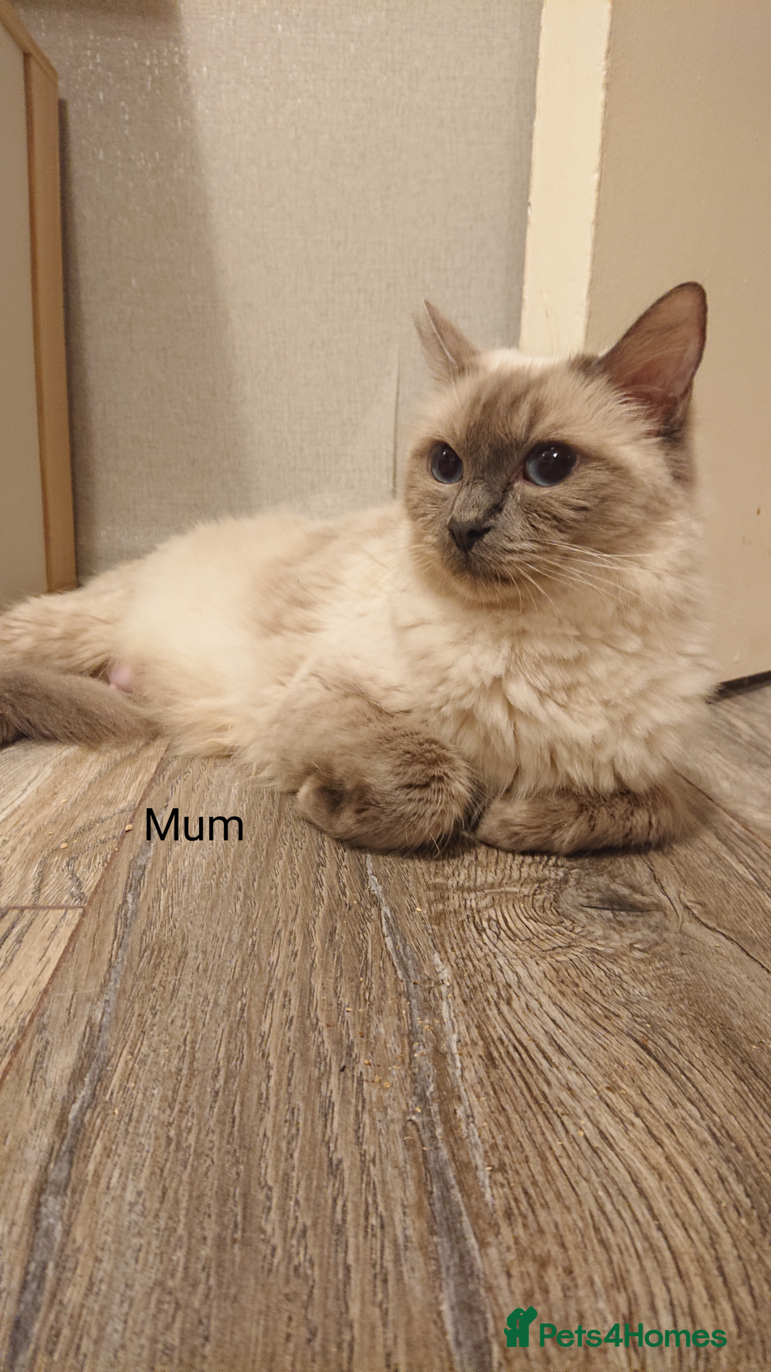 Ragdoll cats for sale: 4 BOYS 100% RAGDOLLS CATS, 550Ł 😽 😻 😸  - Advert 6