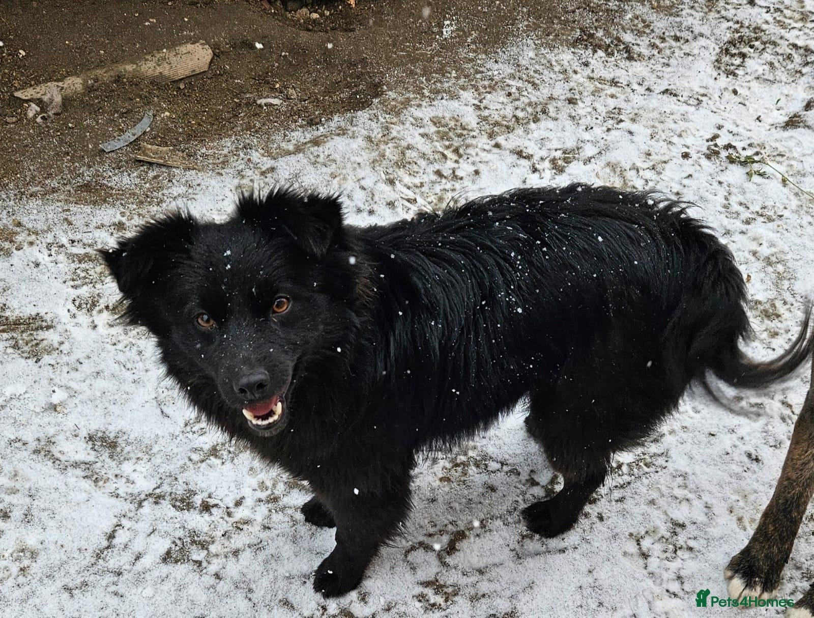 Mixed Breed dogs 💙MARTINEL💙 - a Beautiful Soul for a Loving Home - Advert 1