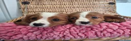 Cavalier King Charles Spaniel dogs for sale: Cavalier king charles pups - Advert 20