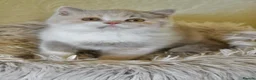 British Shorthair cats for sale: Lilac Tortie & White British Shorthair  - Advert 7