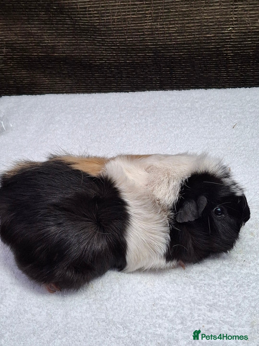 Guinea Pig rodents for sale: Adult Guineapig  - Advert 3