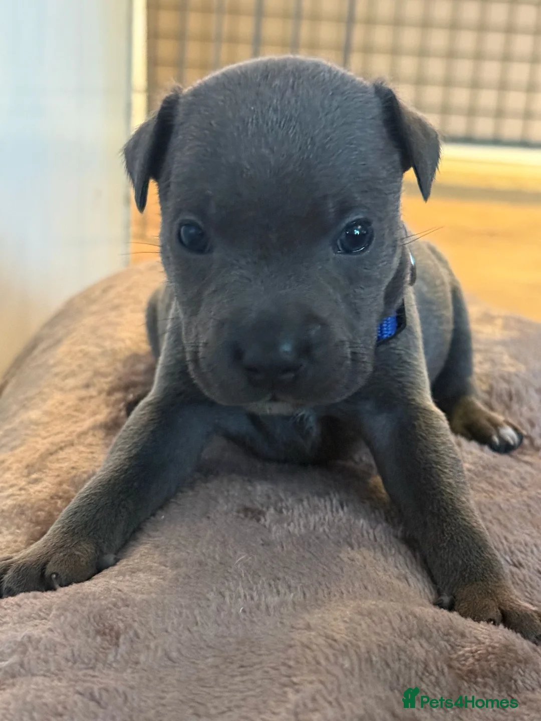 Staffordshire Bull Terrier dogs for sale: 🐾 Gorgeous Blue Staffordshire Bull Terriers Pups  - Advert 36