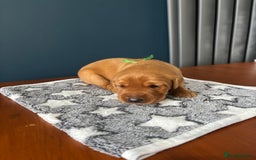 Labrador Retriever dogs for sale: 9 Red Fox Labradors - 3 male 6 female.  - Image 11