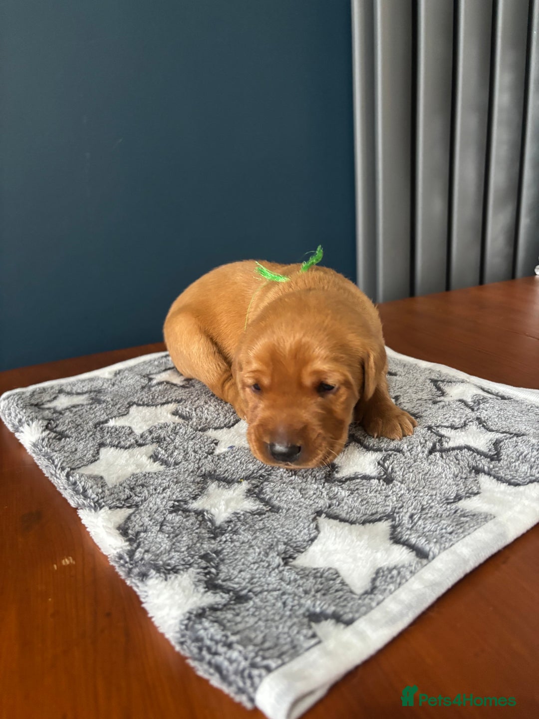 Labrador Retriever dogs for sale: 9 Red Fox Labradors - 3 male 6 female.  - Image 11