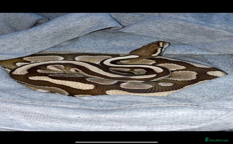 Python Snake reptiles - Advert 1