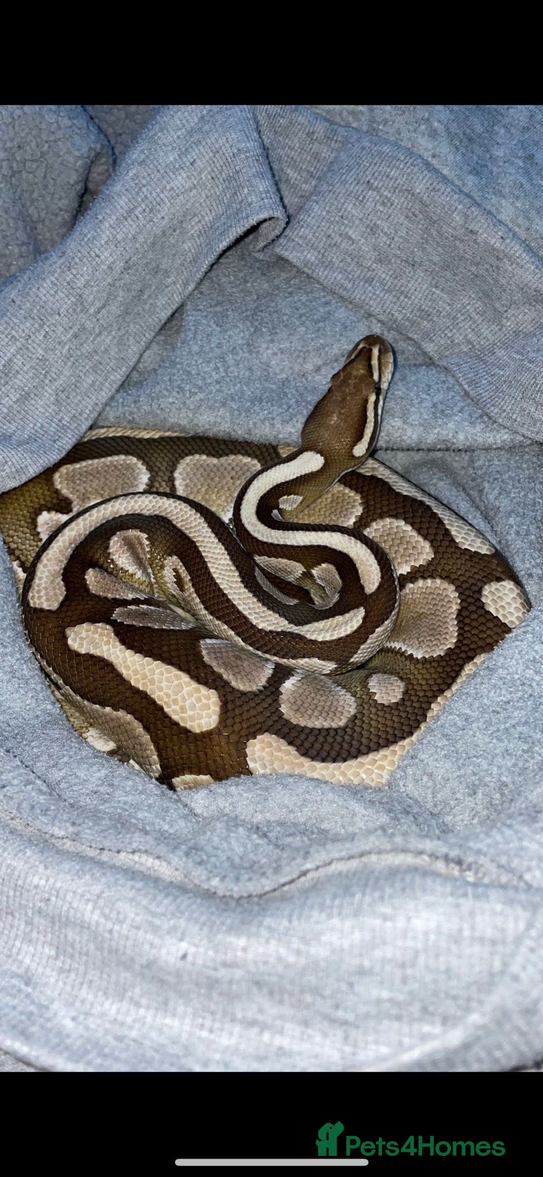 Python Snake reptiles for sale: Royal python with full set up - Image 1