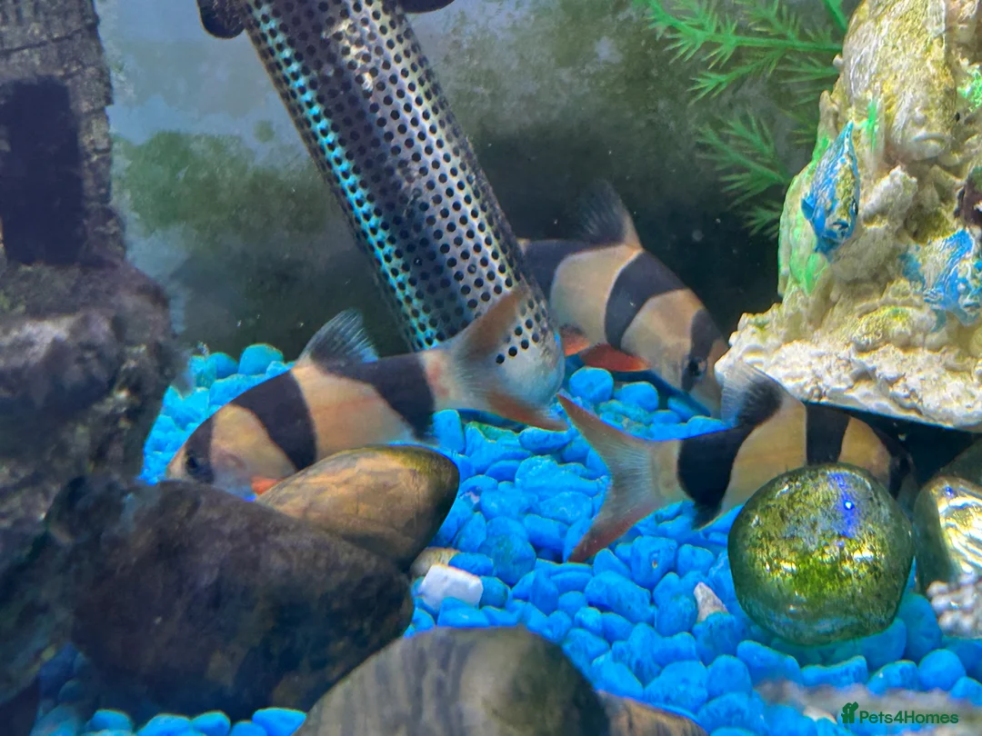 Loaches fish for sale: A collection of fish - Advert 1