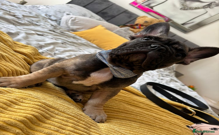 French Bulldog dogs - Advert 1