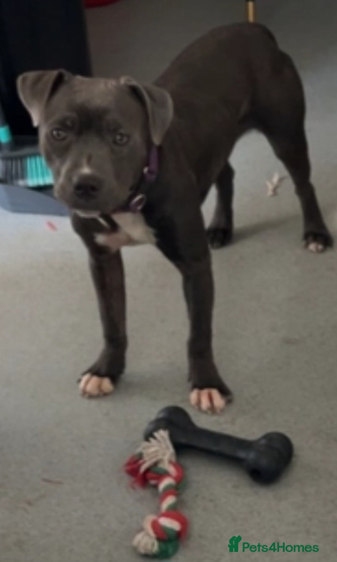 Staffordshire Bull Terrier dogs for sale: Staffordshire Bull Terrier female - Image 4