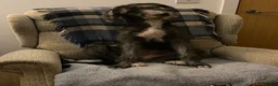 Lurcher dogs for sale: 6 month old female Lurcher  - Advert 1