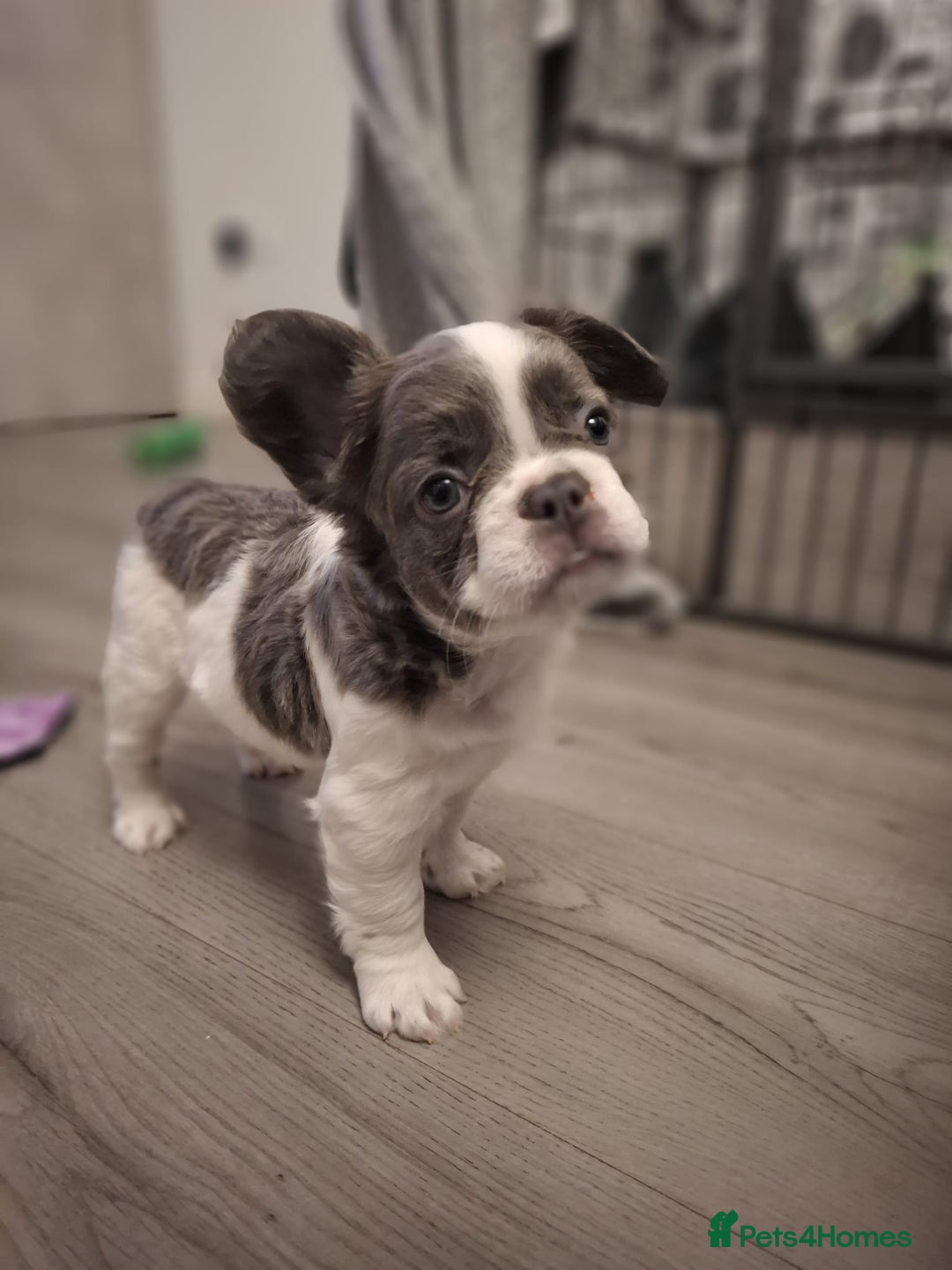 Fluffy French Bulldog Pret Puppy Breeders Blue Merle French