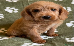 Labradoodle dogs for sale: Stunning deep red F1 labradoodles - Image 4