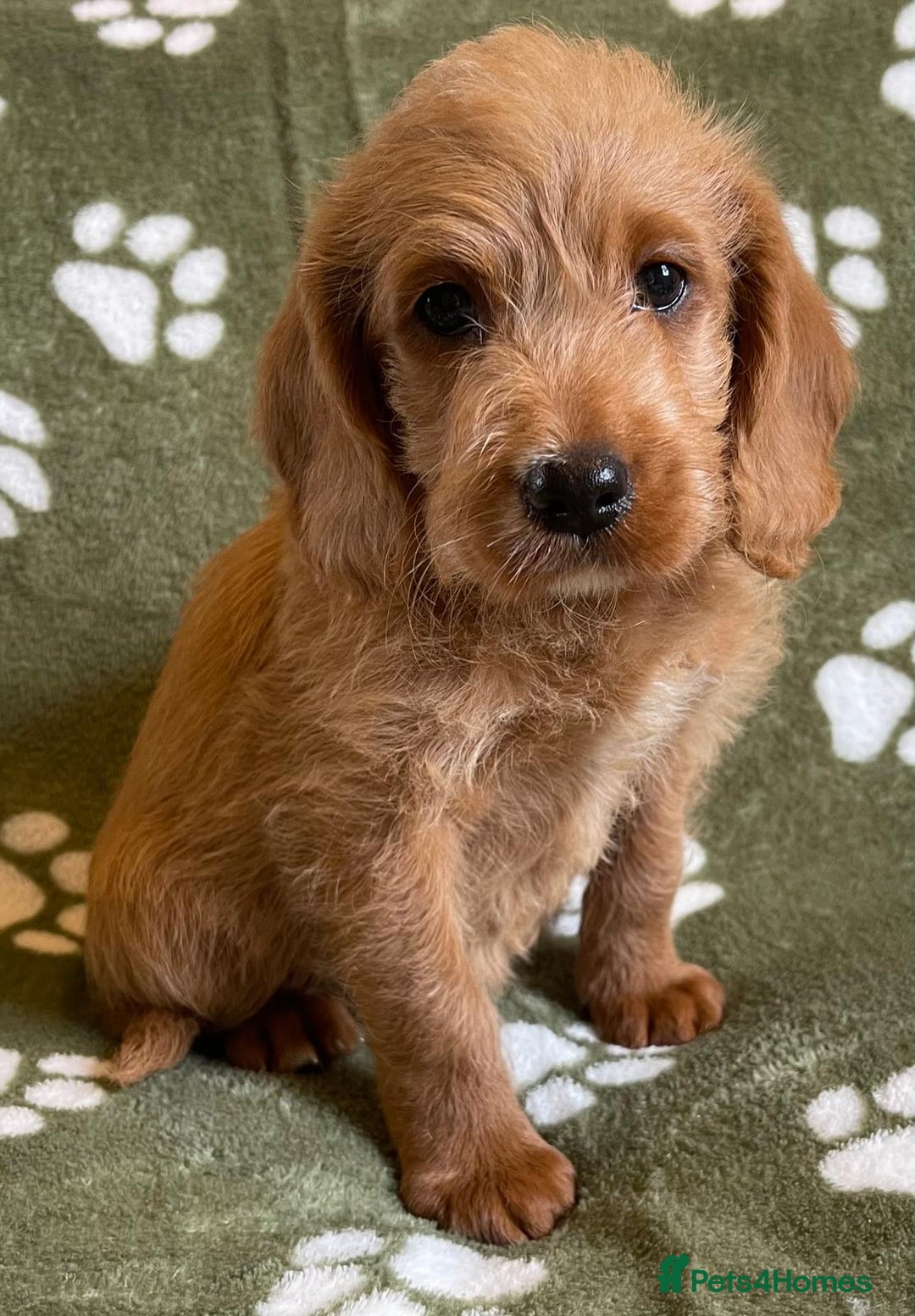 Labradoodle dogs for sale: Stunning deep red F1 labradoodles - Image 4