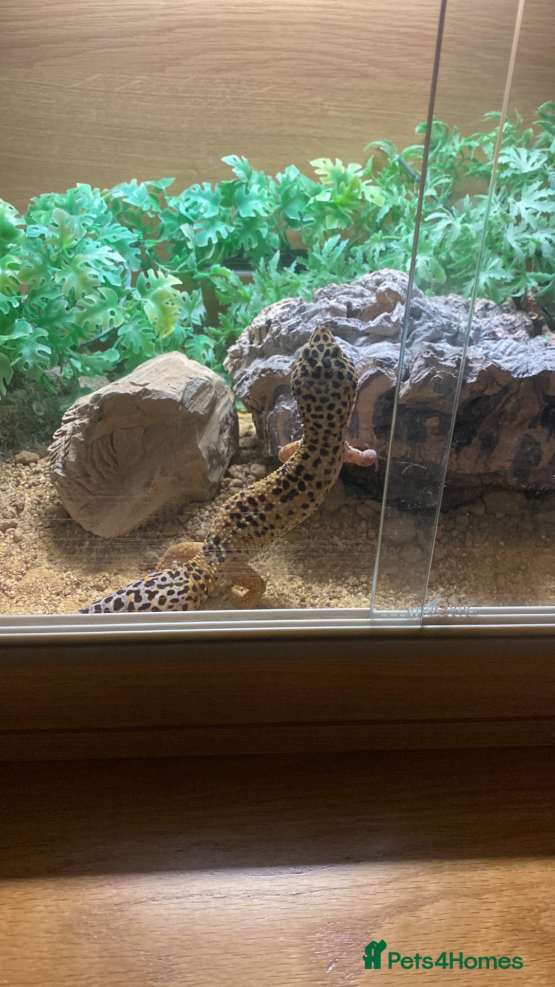 Gecko reptiles for sale: Leopard Gecko  - Advert 2