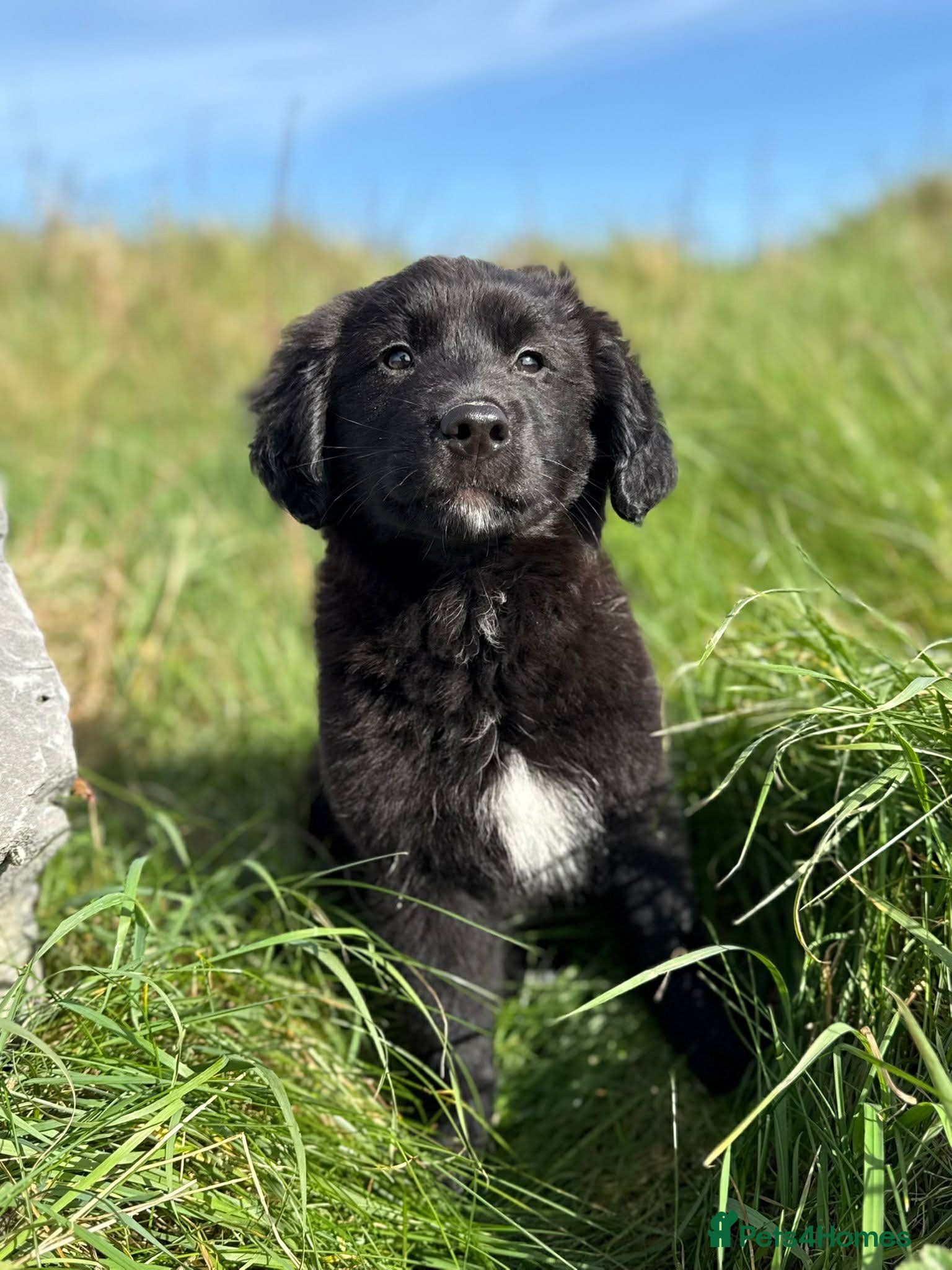 Golden Retriever dogs Pet Trained Golden Retriever x Border Collies - Advert 1