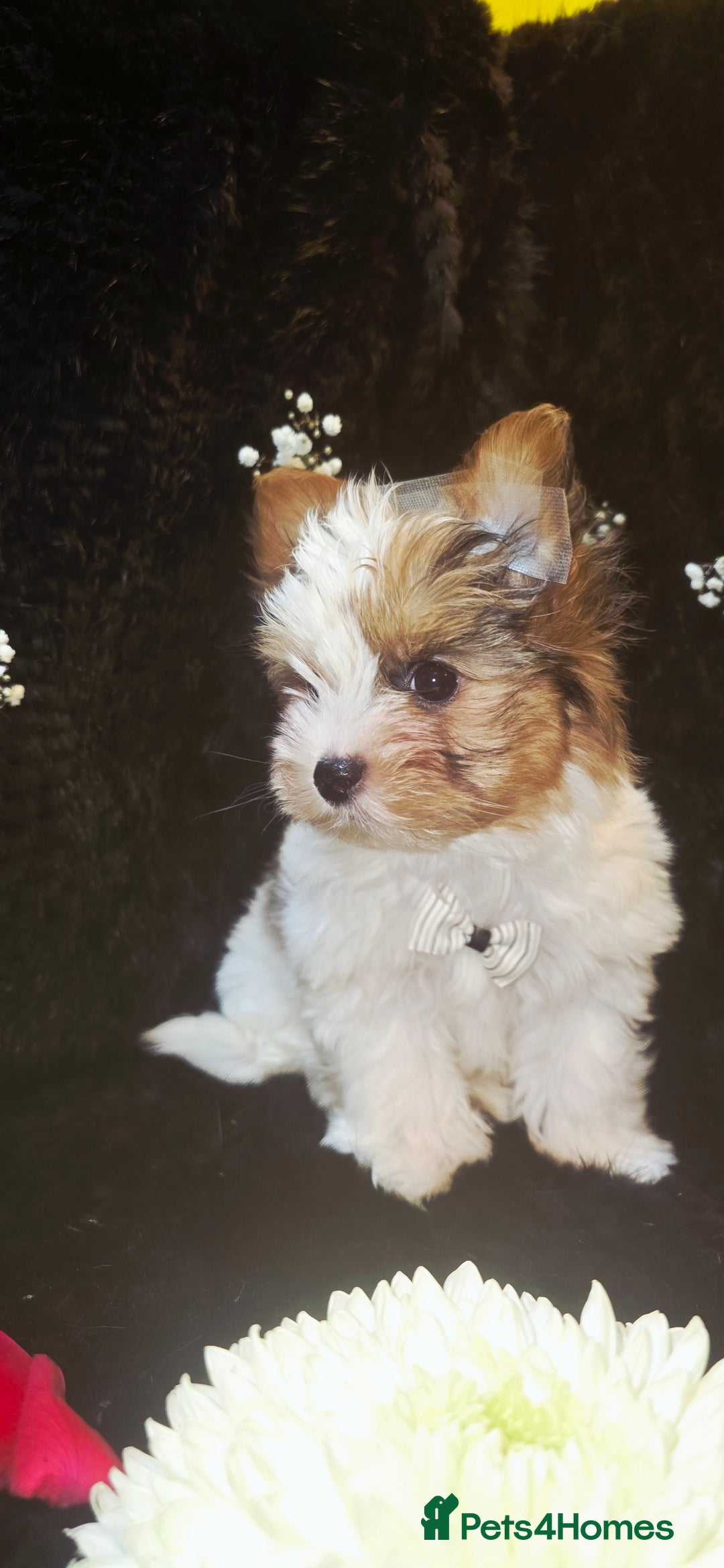Yorkshire Terrier dogs for sale: Luxury Yorkshire Terrier Puppies/Home Raised/IHR   - Advert 9